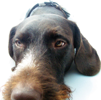 Hund